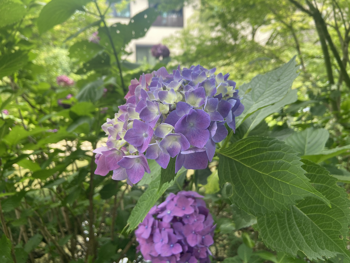 写真:道で見つけた紫陽花
