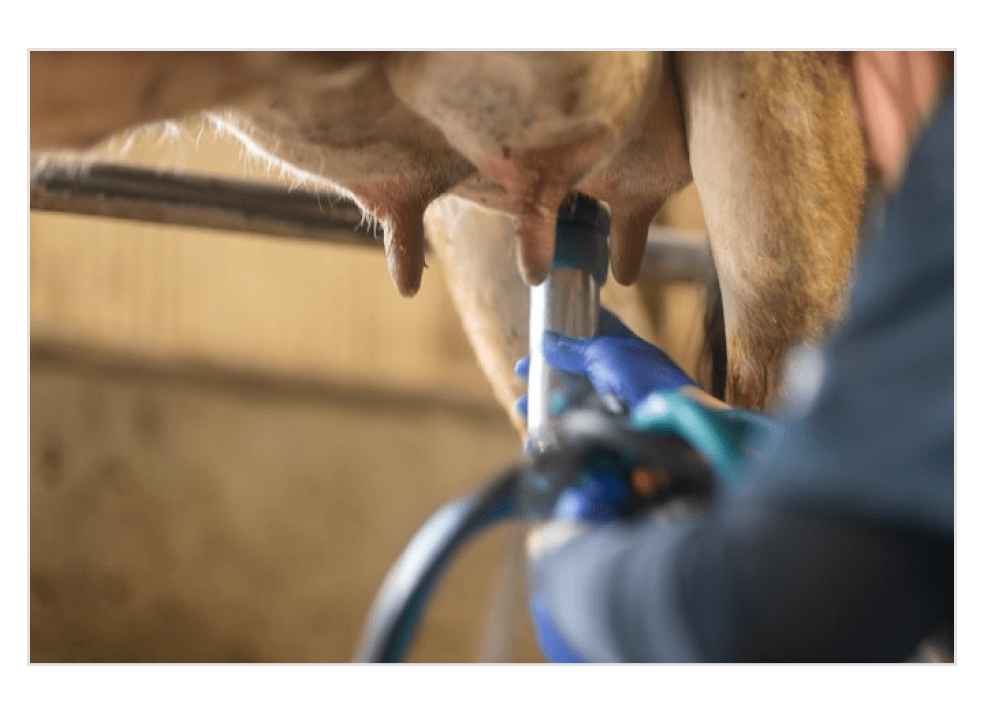 健康的な生活を送る母牛が、おいしい牛乳を提供してくれます。