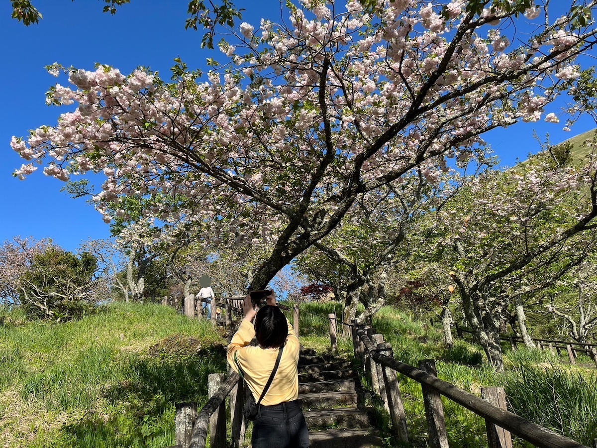 写真：桜の木を撮るすだち